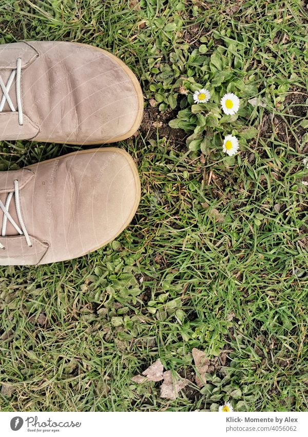 Shoes in the grass with daisies Footwear Grass Daisy Flower Meadow Green Spring Nature Plant Exterior shot Day