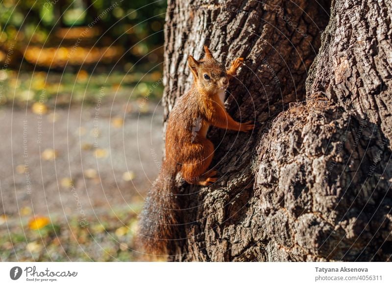 Squirrel on tree in park squirrel mammal animal nature fluffy red forest brown wild rodent cute wildlife wood furry tail funny sciurus curious green autumn