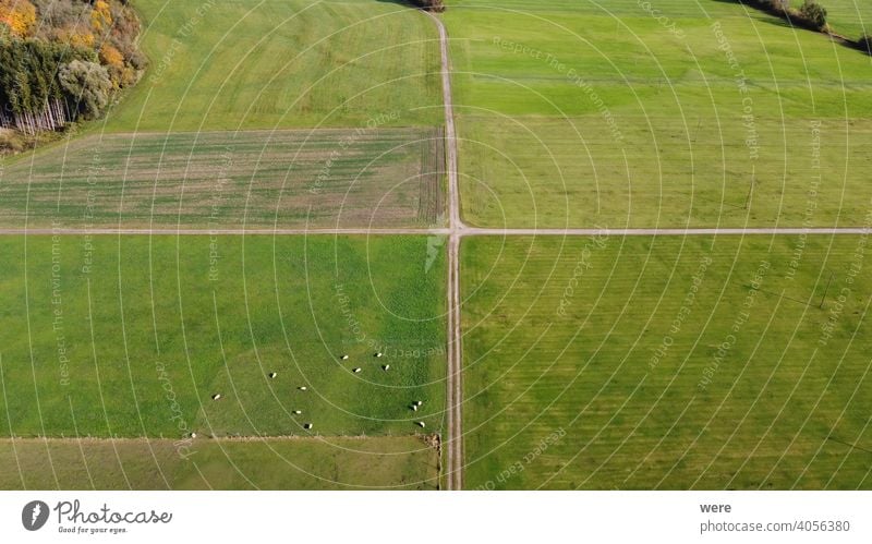 View from above of agricultural land on the Wertach near Hiltenfingen with meadows, fields and grazing sheep Area flight Sheep aerial view bird's eye view