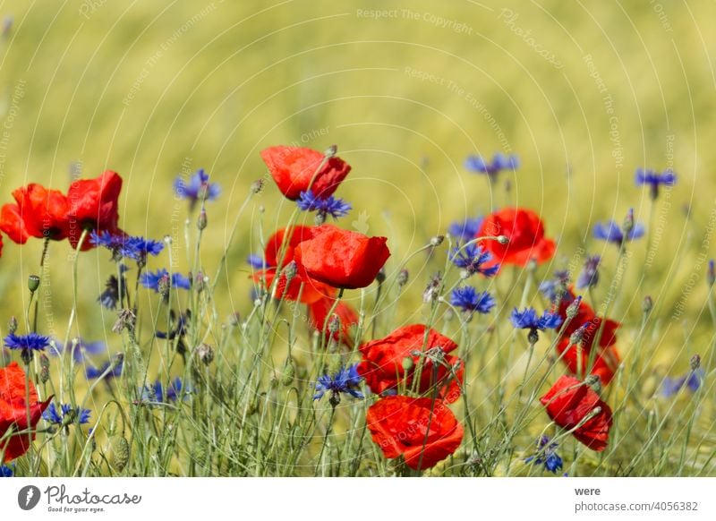 Poppies and cornflowers in a wheat field agricultural area blooming blossoms copy space Field winds bloom Bitter landscape meadow herb nature nobody poppy