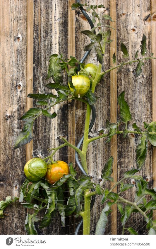 Tomatoes with climbing aid in front of wooden shed tomatoes Fruit leaves rank assistance Green Vegetable Food Healthy naturally Nutrition Organic Garden