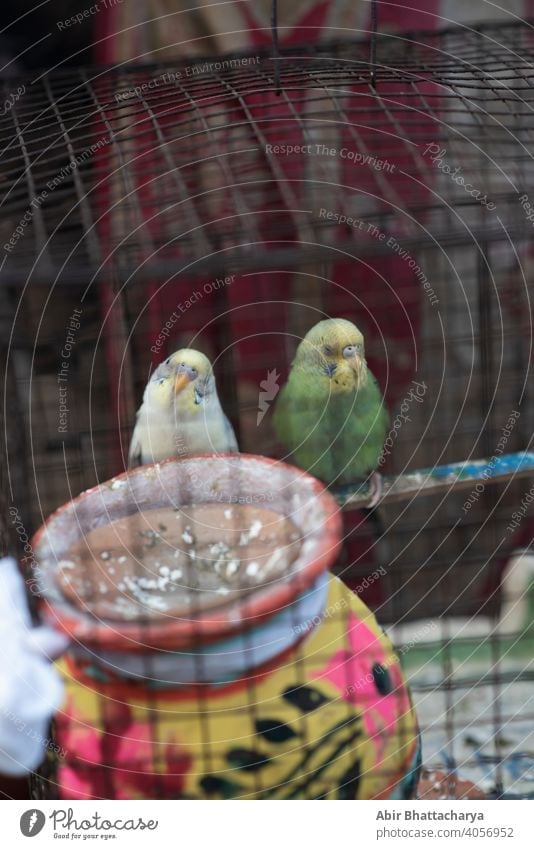 two birds inside a cage sitting in a pensive mood couple vibrant colorful Feather wing Beak Animal Beautiful