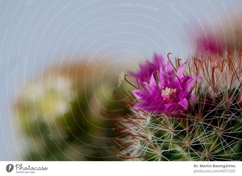 A Mammillaria cactus from Mexico Cactus mammillaria Blossoming Plantlet succulent cactaceae