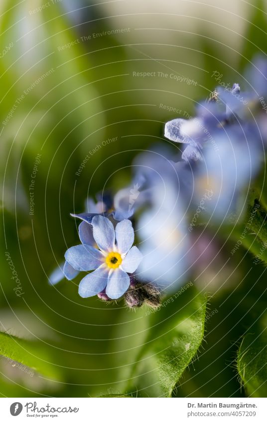 Forget-me-not, Ne m'oubliez pas, Myosotis, Boraginaceae Flower Plant Blossom blossoms Foliage Ornamental plant Blue Sky blue symbol Masonic symbol