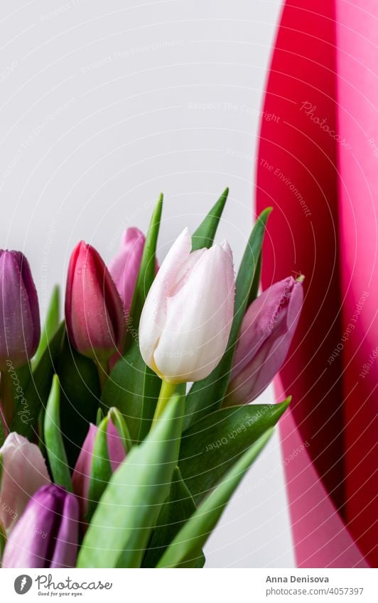 Colorful Classic Bunch of Tulips tulip day bunch flower bouquet mothers day purple pink nature spring green 8 march beautiful color blossom card summer red gift