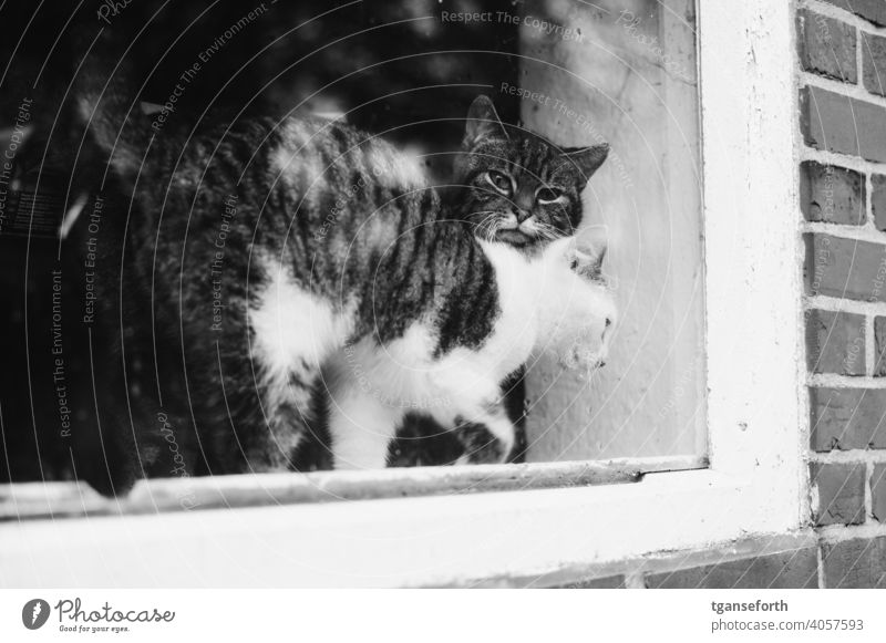 Cats in the window cats Pet Animal Cute Domestic Mammal Exterior shot portrait kitten Together Two animals feline Pelt Fluffy freigänger furry Looking Observe