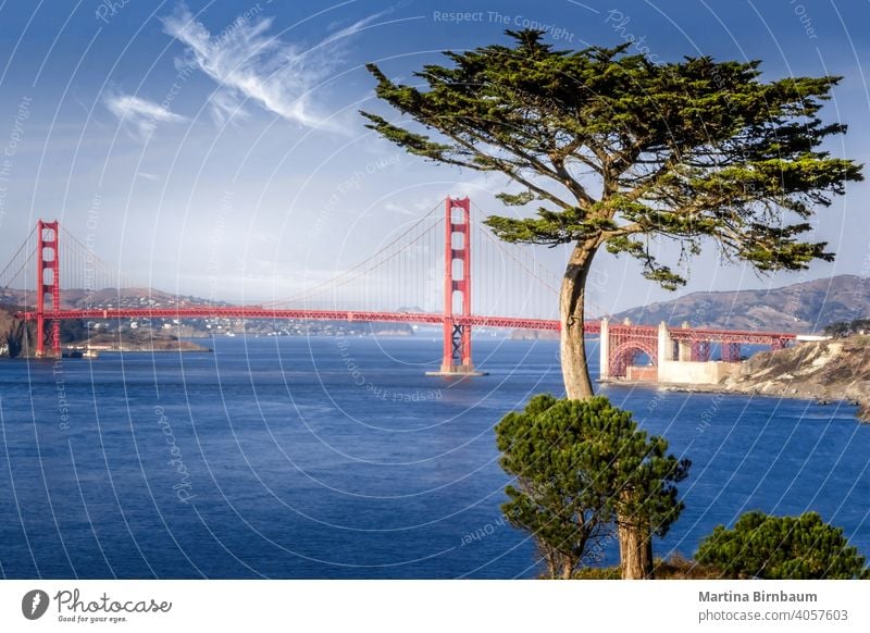 Golden Gate bridge framed by a cypress tree san francisco golden gate marin headlands travel ocean architecture landmark tourism city blue famous sea water