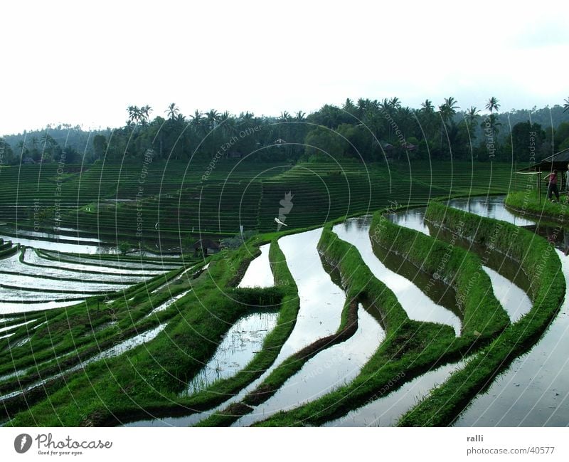 rice terrace Paddy field Bali