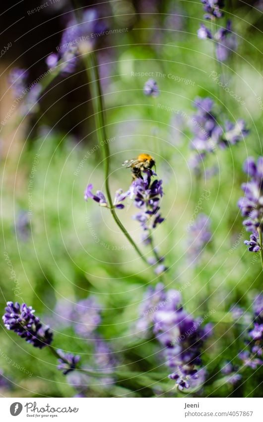 Lavender and bumblebee in the garden lavender blossom lavender scent Bumble bee Garden purple Yellow Green Insect insects Close-up Animal Animal portrait