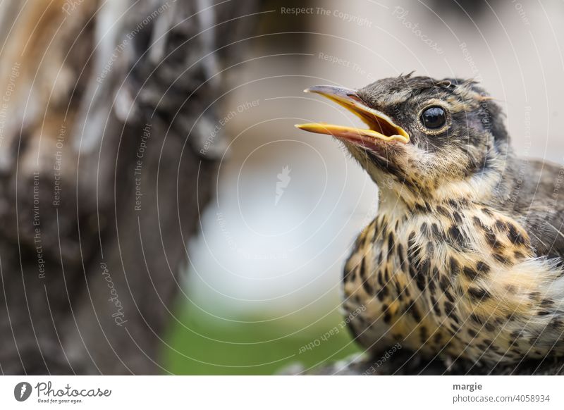 A little thrush sits in the tree and warbles a song - a Royalty Free Stock  Photo from Photocase