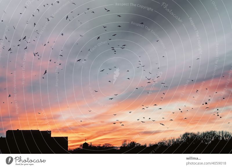 memory from krähwinkel's horror days crow swarm Dusk Twilight Evening book cover Flock of birds evening sky pastel sunset Building Prefab construction Sky