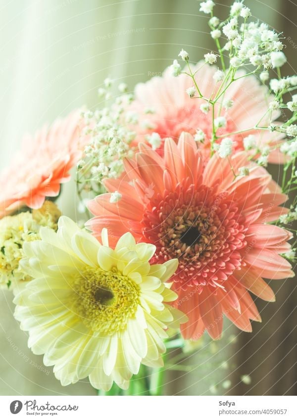 Pink gerbera daisy bouquet near a window flower vase womens day mothers day spring anniversary fresh background pastel color pink design white birthday interior