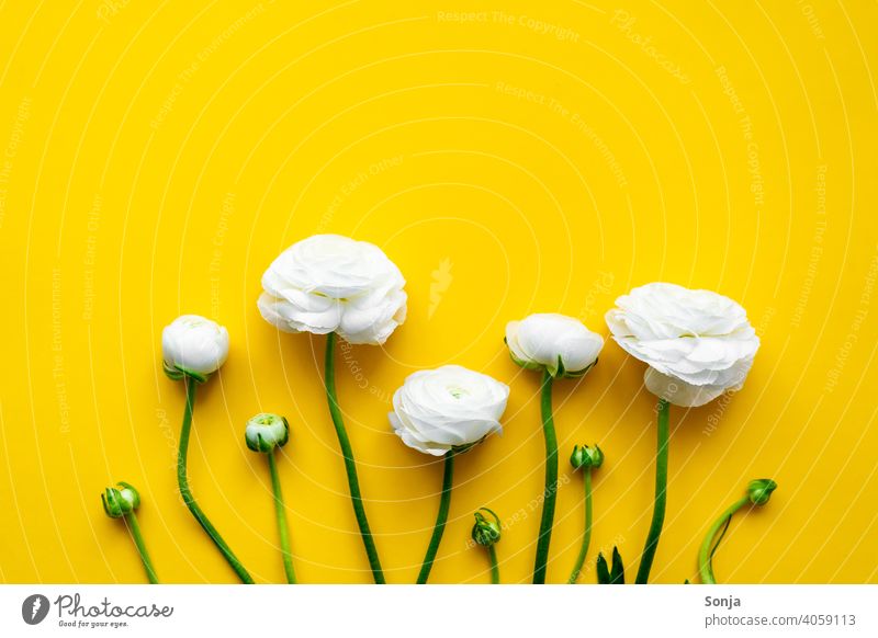 White ranunculus on a yellow isolated background. Flat lay. Buttercup yellow background flat lay Spring Design Style Background picture Nature Flower Leaf