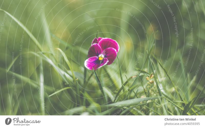 violet horned violet all alone on the meadow - a Royalty Free Stock ...