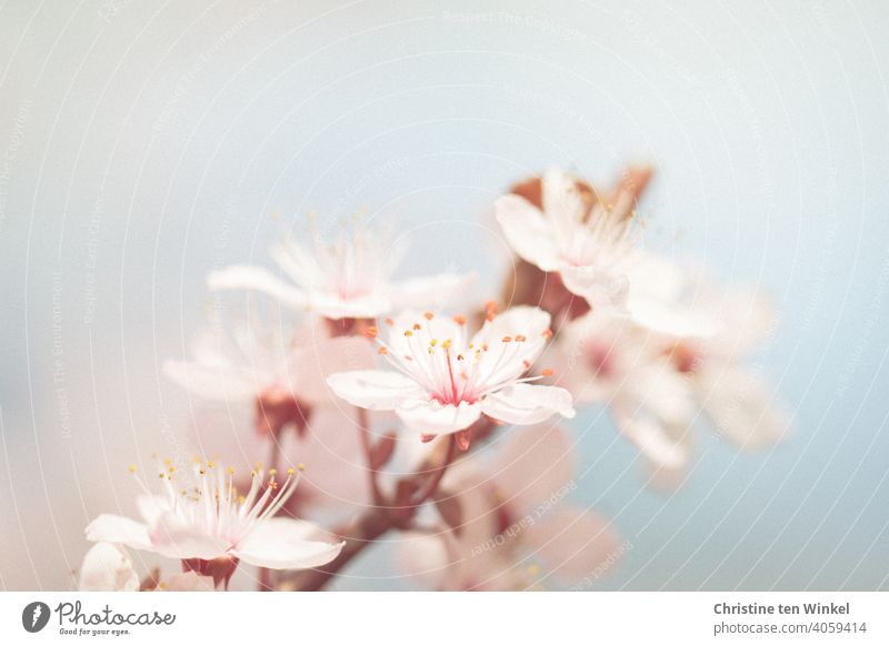 Delicate flowers in spring blossoms Plum blossom Plum tree Spring Blossom Blossoming tree blossom Spring fever Spring colours herald of spring Pink light blue