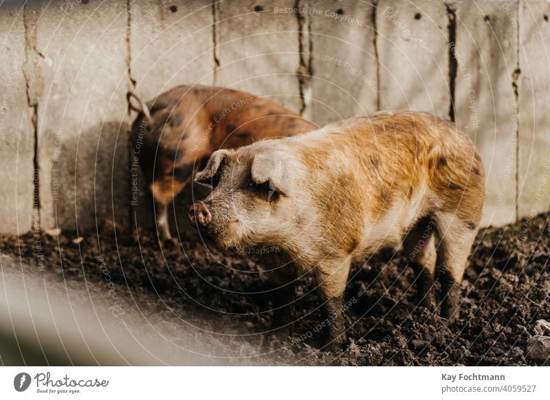 two pigs standing in the mud agricultural agriculture animal animal rights barn countryside cultivation cute domestic farm farmer farming farmland industry