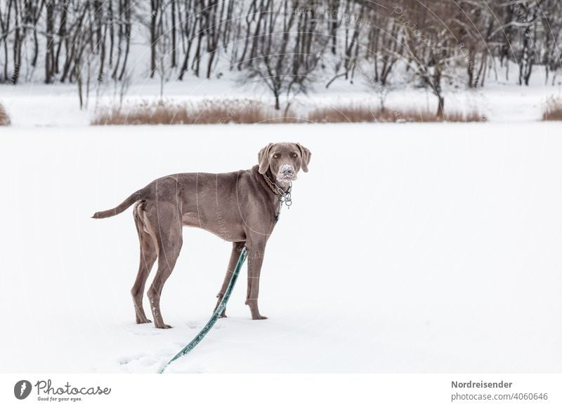 Weimaraner hunting dog in a winter landscape Dog Hound Snow Winter Pet pointing dog Animal pretty young dog Forest Romp game Smart observantly portrait Purebred