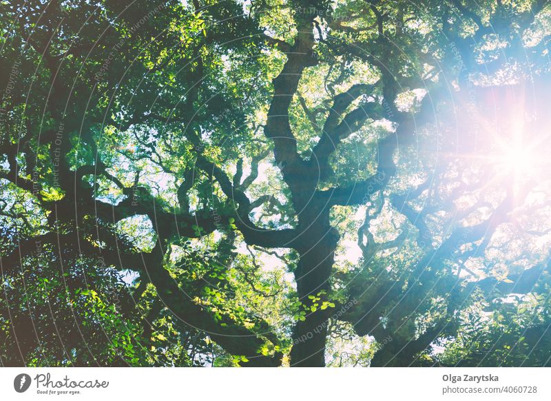 Sunlight streaming through the oak green crown. leaf tree background sunlight blue old park sky summer up branches beautiful botanic garden color crowns