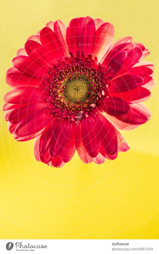 Macro shot of a red gerbera on yellow background Flower Blossom Gerbera Plant Blossoming Nature Shallow depth of field Garden Close-up Macro (Extreme close-up)