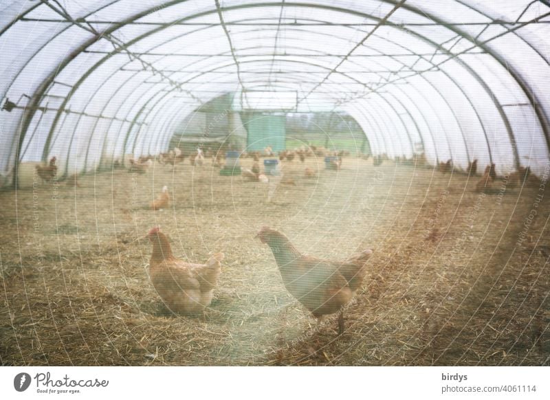 Laying hens with plenty of space in a foil greenhouse. Free-range husbandry becomes floor husbandry, preventive against bird flu, avian influenza