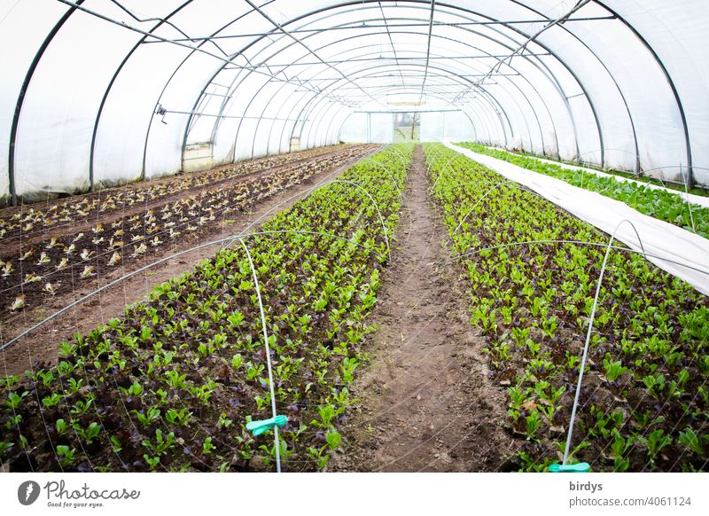 Foil greenhouse with young plants. Growing vegetables in the greenhouse Greenhouse foil greenhouse Market garden Vegetable vegetable gardening Seedlings