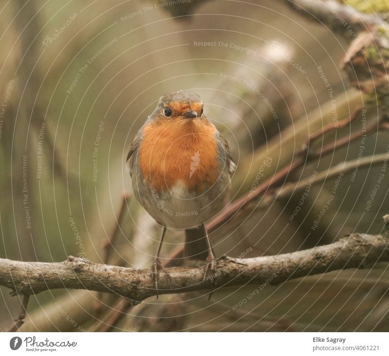 Bird photography - robin in morning light Robin redbreast Exterior shot Sit Colour photo Nature Deserted Shallow depth of field Full-length Bird Photography
