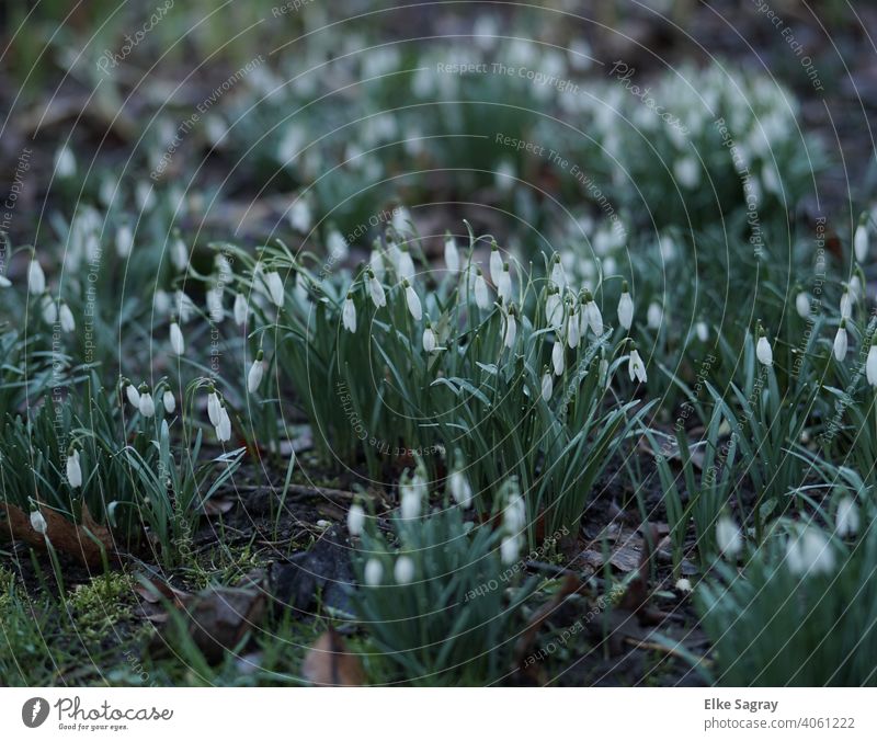Snowdrop with blurred background spring flower Spring White Blossoming Deserted Green Colour photo Exterior shot Shallow depth of field