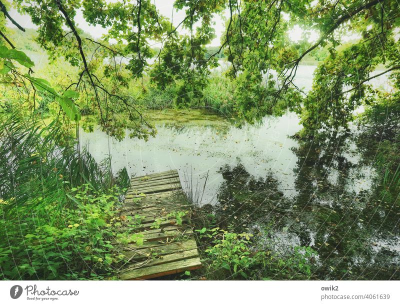 Old planks Footbridge Wood Lake Beautiful weather Nature Environment Appealing Challenging Exterior shot Colour photo trees Green Mysterious silent enchanted