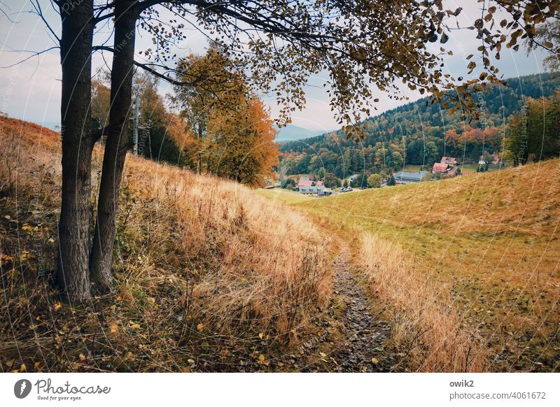 Autumn in the border triangle Exterior shot Contemplative Lanes & trails Forest Meadow trees Highlands Colour photo House (Residential Structure) Horizon
