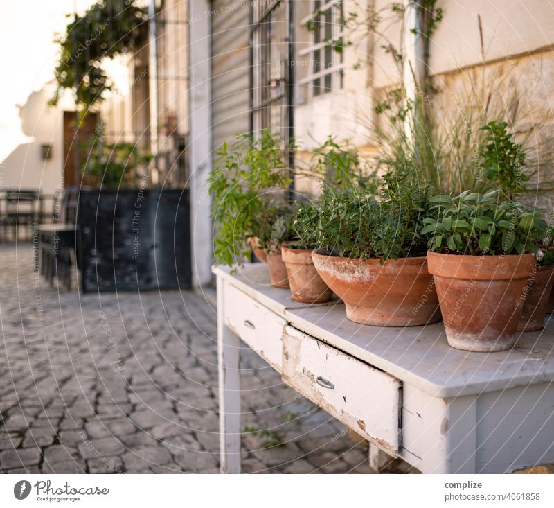 small urban herb garden on a table in a square in Scicli (Sicily) Herbs and spices Herb garden Table vintage Town Italy Cooking Basil herb pot Vase Flowerpot