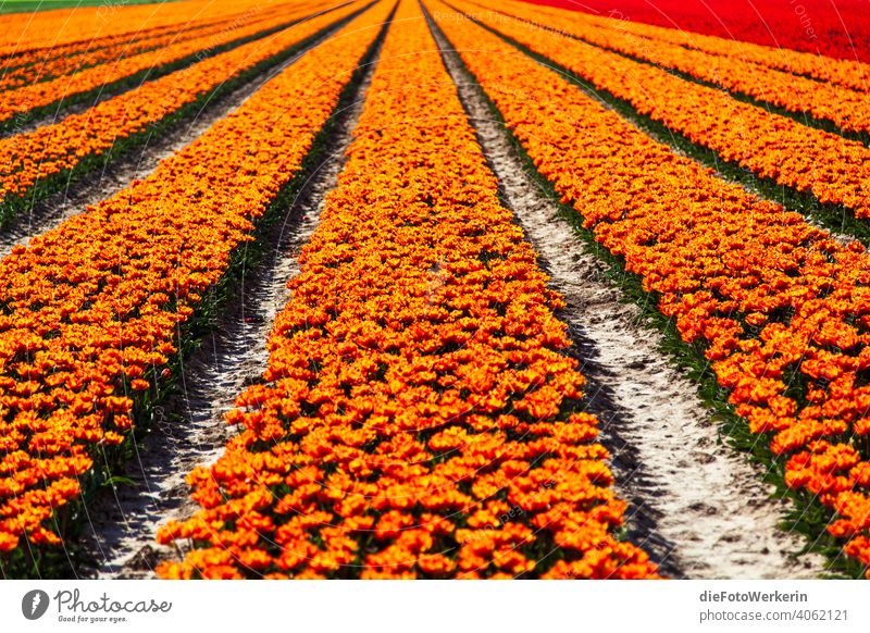 orange flowering tulip field Flower colors colourful Field Vanishing lines Landscape Agriculture Nature Plant Other Tulip Brown Orange Red
