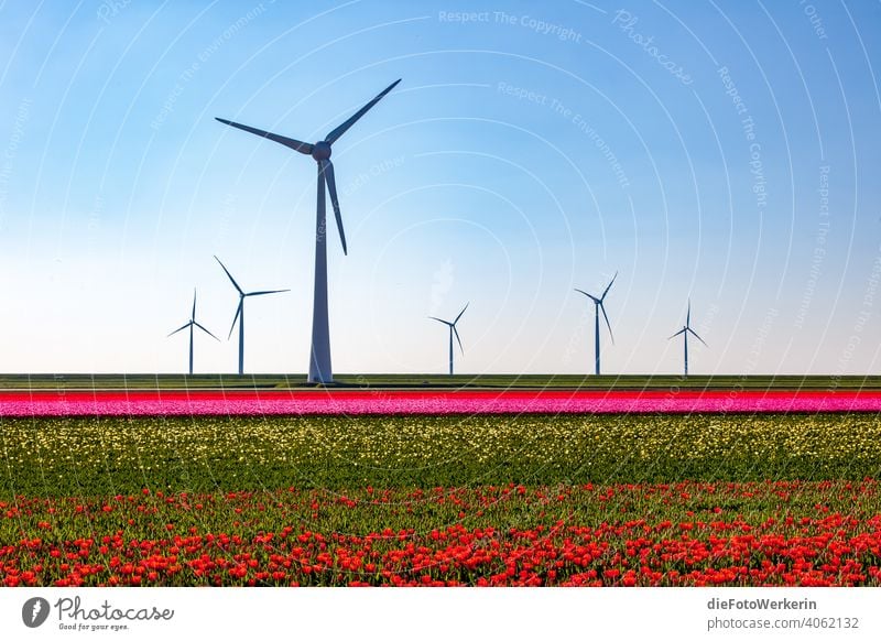 blooming tulip fields with wind turbines Flower colors Field Bright Rich in contrast Landscape Agriculture Nature Plant Other technology Tulip Pinwheel Green
