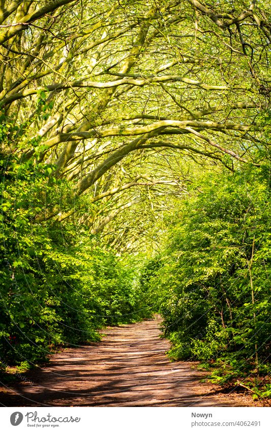Tranquil day in the woods afternoon alive background backgrounds branches bright britain calm canopy causeway clean covered dappled earth england forest fresh