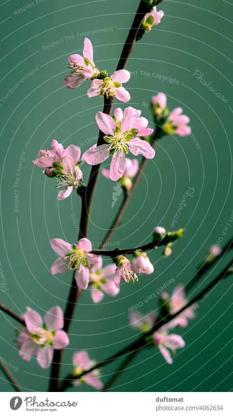 Pink peach blossom on a branch against green background, macro shot Flower Blossom Plant Blossoming Nature Shallow depth of field Garden Peach blossom Close-up