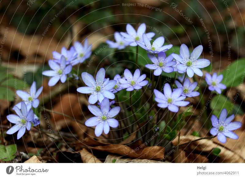 Liverworts in the forest Hepatica nobilis Buttercup Forest Woodground Spring Spring flowering plant hepatica Plant Colour photo Nature Flower Exterior shot
