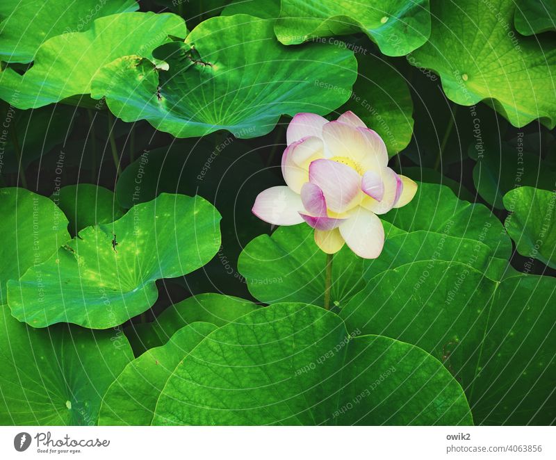 Psycho Photos Environment Nature Plant Summer Leaf Blossom Exotic Lotus Park Blossoming Growth Exceptional Authentic naturally Green Pink Calm Life Endurance