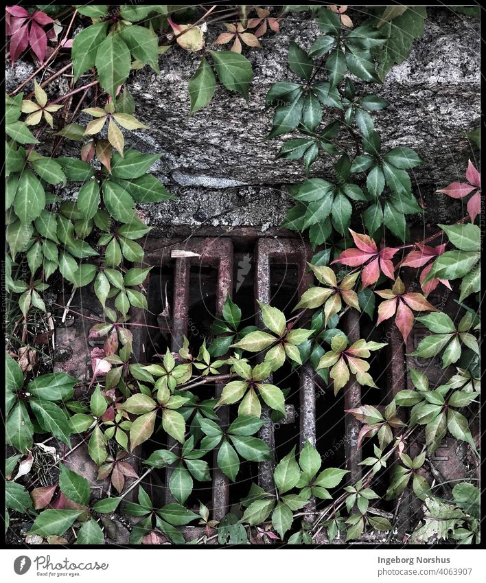 Red and green ivy covering a wall and a metal grid Ivy ivy leaves Nature Plant Exterior shot Green Colour photo Day Leaf Growth Foliage plant Wall (barrier)