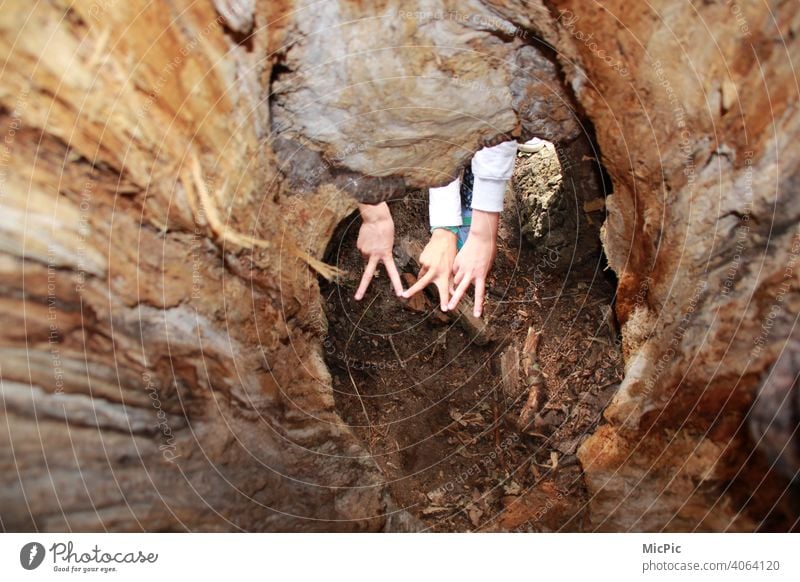 Hollow tree hollow Tree trunk Lightning Wood Nature Brown Forest Exterior shot hands Victory sign Trip Cave Adventure excursion picture Fingers