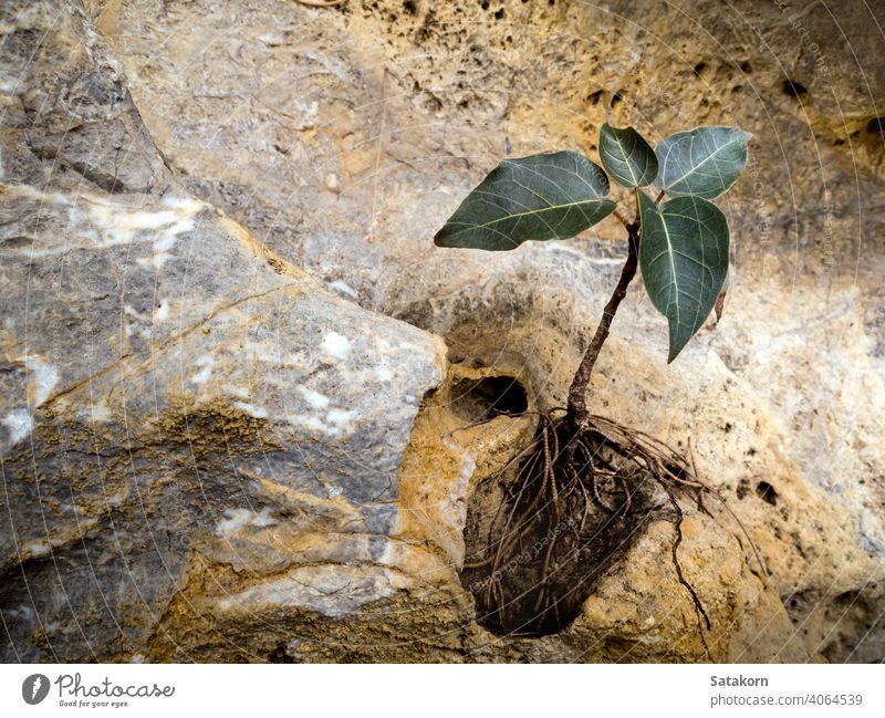 Bodhi fig tree that grows on the rock stone growing growth background nature natural green plant environment outdoor leaf small bodhi tree fresh sacred fig