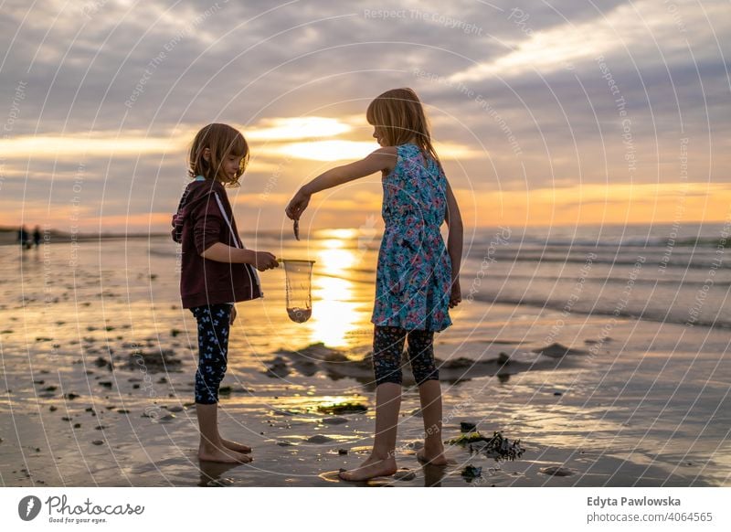 Siblings looking for shellfish during sunset net siblings active beach beautiful child childhood coast family fun girl happiness happy healthy holiday kid