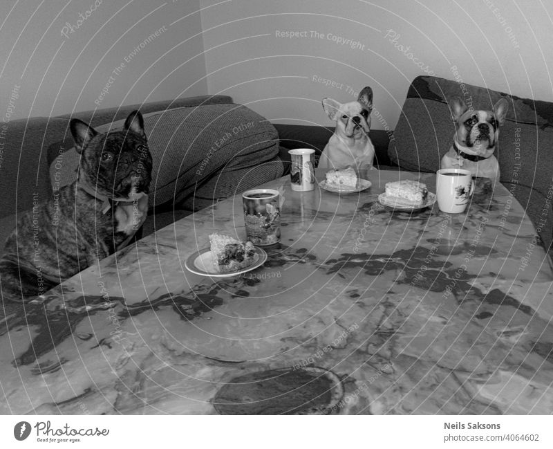 our lunch table french bulldog dinner mug plate humor three cute animal pet observe lunch time cake onyx sitting looking posing indoors obey Colour photo