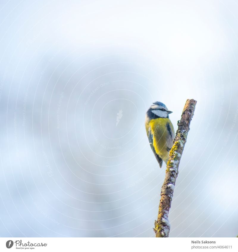 Blue-Tit perching on branch in winter day. Animal avian background beak beautiful bird blue bright feather feathers fly forest garden great habitat hawthorn