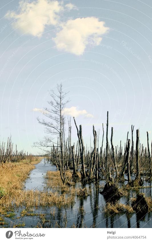 dead trees standing in the water in the moor of Anklam Bog moorland Tree Grass Water reflection Sky Clouds Beautiful weather Mecklenburg-Western Pomerania Marsh