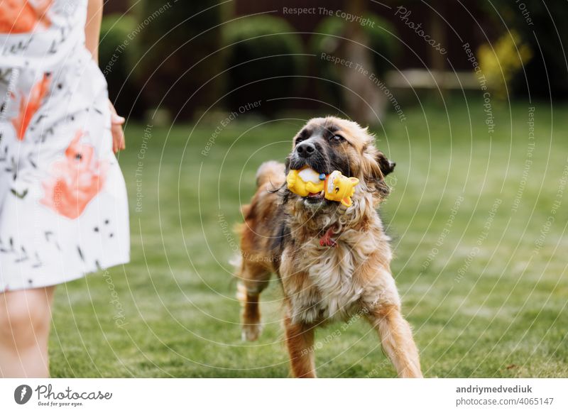 A cute little girl is playing with her pet dog outdooors on grass at home. photo out of focus due to running dog child animal childhood kid friendship green
