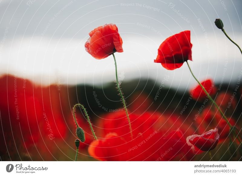 the flowers - a poppy in the field. the dark sky gorgeous background beautiful red summer nature blue beauty black closeup white light colorful spring landscape