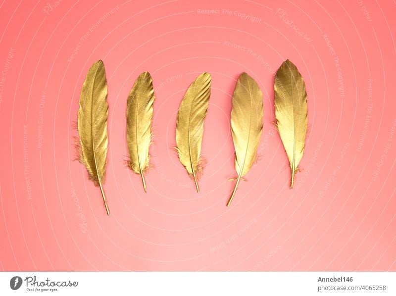 Gold shiny feathers in a row on pastel pink background, Flat lay,  retro,modern,colorful stylish concept top view. design element wallpaper  copy space - a Royalty Free Stock Photo from Photocase