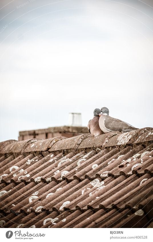 above our heads Sky Clouds Roof Chimney Pigeon 2 Animal Pair of animals Rutting season Touch Love Sit Authentic Together Happy Near Cute Blue Brown Gray White