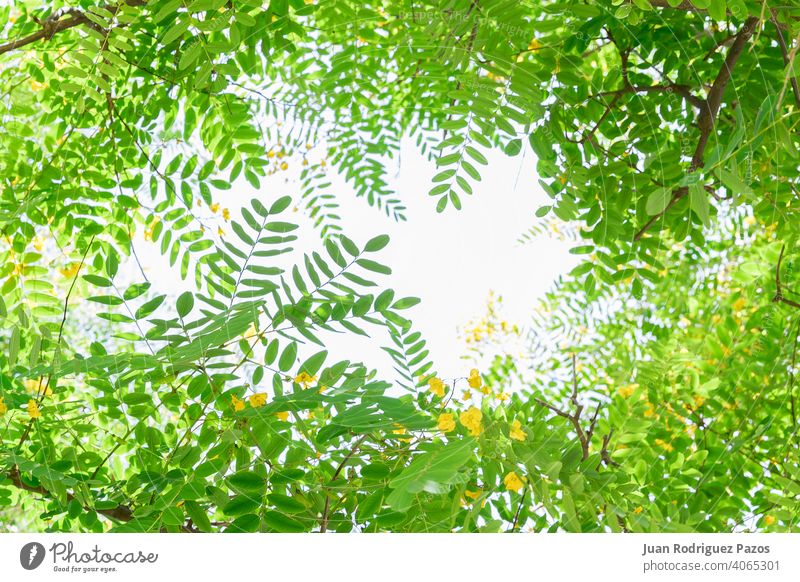 Branches with green leaves framing the image. Copy space. leafs background environment branches lush frame forest environmental artistic copy space tree
