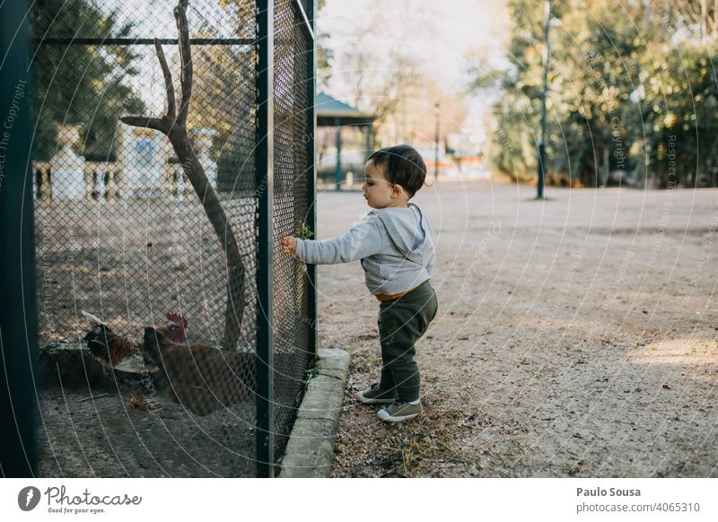 Child feeding caged chickens childhood side view 1 - 3 years Caucasian Feeding Love of animals Chicken Poultry Colour photo Infancy Animal Day Exterior shot