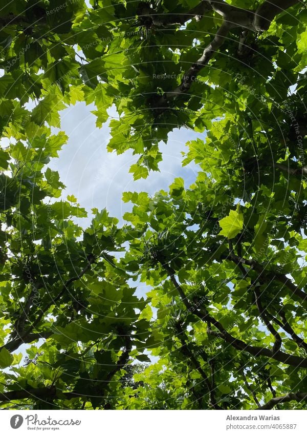 Heart of green leaves with view of the sky Heart-shaped Leaf green Treetop heart-shaped Sky Skyward branches Branches and twigs
